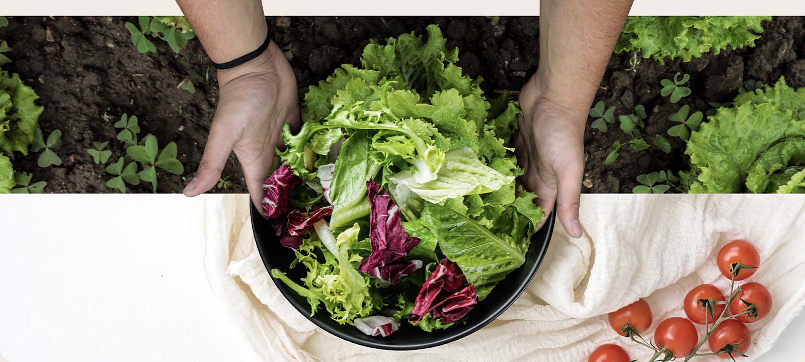 The top part of the image is harvesting lettuce from the field. The bottom part of the image is a fresh salad in a round plate. The vegetables in these two images are naturally connected as if they were one image.