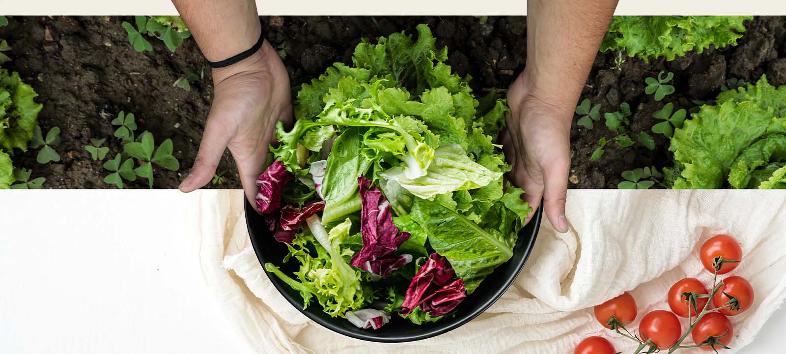 Hands holding a bowl of fresh mixed greens and radicchio above soil, next to ripe tomatoes on a cloth.
